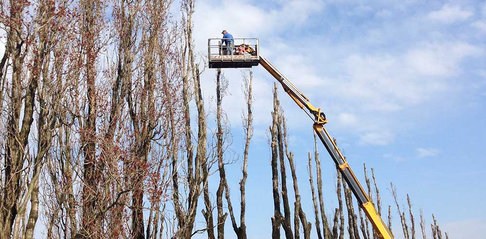 Potatura piante realizzata da Flisi e Franzini